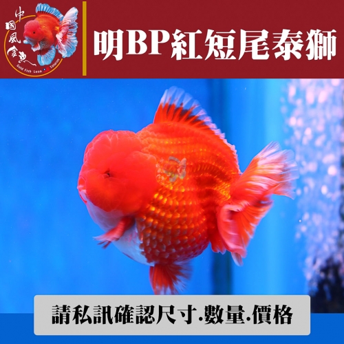 明bp紅短尾泰獅1-2網站_1874102814