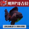 明bp哥吉拉1-1網站_1034285020