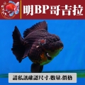 明bp哥吉拉1-2網站_1071574948