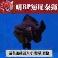 明bp短尾泰獅1-4網站_1283539653