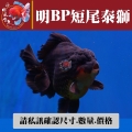 明bp短尾泰獅1-3網站_2033273346