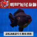 明bp短尾泰獅1-1網站_168348844