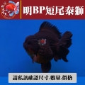 明bp短尾泰獅1-2網站_1567336741