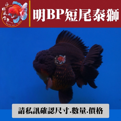 明bp短尾泰獅1-2網站_1567336741