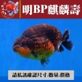 明bp麒麟壽1-2網站_2060197853