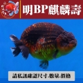明bp麒麟壽1-1網站_685098917