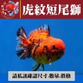 虎紋短尾獅1-1網站_1750283260