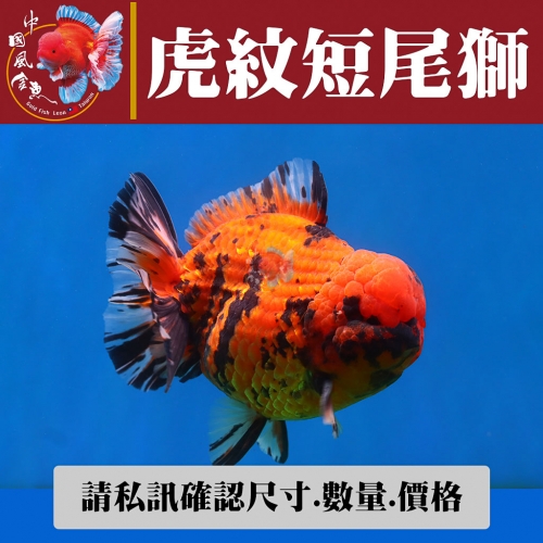 虎紋短尾獅1-2網站_542122475