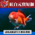 紅白元寶短獅1-2網站_989427061