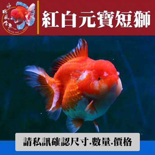 紅白元寶短獅1-1網站_1507020802