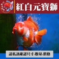 紅白元寶獅1-1網站_1403310610
