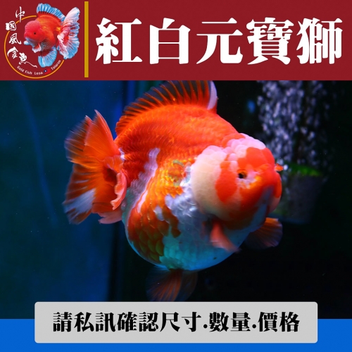 紅白元寶獅1-2網站_1495044189