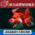 紅白高背短尾琉金1-1網站_465204082