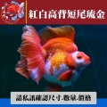 紅白高背短尾琉金1-2網站_1479362722