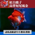 紅白鹿子高背短尾琉金1-1網站_1900104701