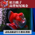 紅白鹿子高背短尾琉金1-2網站_20282841