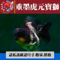 重黑虎元寶獅1-1網站_1977049320