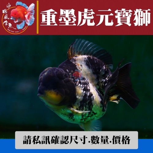 重黑虎元寶獅1-2網站_122646797
