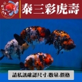 泰三彩虎壽1-2網站_1136113064