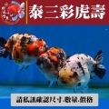 泰三彩虎壽1-1網站_1427009463