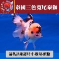 泰國三色寬尾泰獅1-1網站_1744945081
