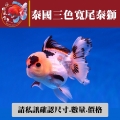泰國三色寬尾泰獅1-2網站_1854405143