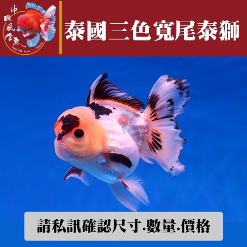 泰國三色寬尾泰獅1-2網站_1854405143