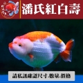 潘氏紅白壽1-2網站_1549671004