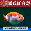 潘氏紅白壽1-1網站_988964143