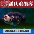 潘氏重墨壽1-2網站_2101873689