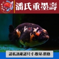 潘氏重墨壽1-1網站_929914041