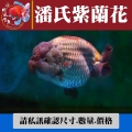 潘氏紫蘭花1-1網站_1311445502