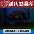 潘氏黑蘭壽1-2網站_1058760603