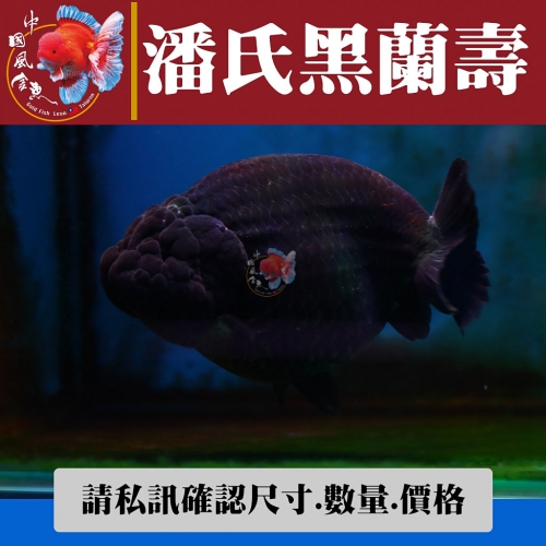 潘氏黑蘭壽1-1網站_930844881