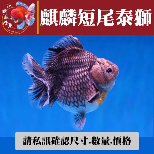 麒麟短尾泰獅1-1網站