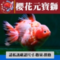 櫻花元寶獅1-3網站_174237255