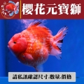 櫻花元寶獅1-1網站_166706344