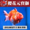 櫻花元寶獅1-2網站_1775208869