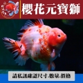 櫻花元寶獅1-4網站_1777618302