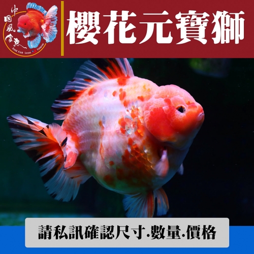 櫻花元寶獅1-4網站_1777618302