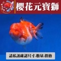 櫻花元寶獅2-4網站_485669813