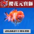 櫻花元寶獅2-3網站_501888278