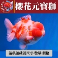 櫻花元寶獅2-2網站_1602962702