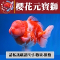 櫻花元寶獅2-1網站_1496152878