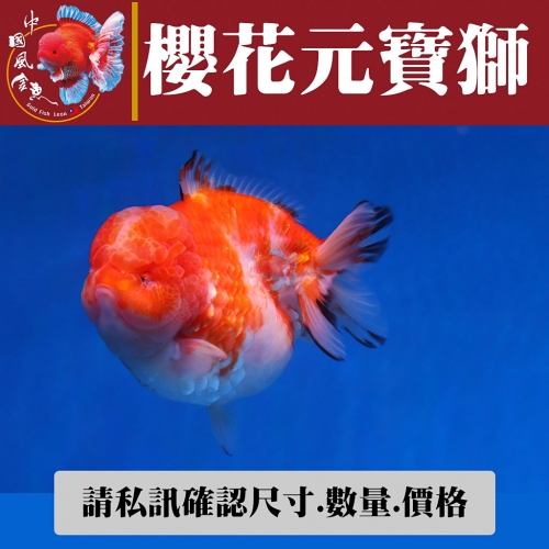 櫻花元寶獅2-4網站_485669813