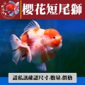 櫻花短尾獅1-2網站_817502633