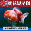 櫻花短尾獅1-1網站_1287554017